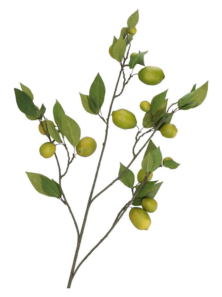 daan kromhout Dekozweig "Lemon" in Grün - (H)135 cm - onesize