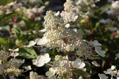 Pluimhortensia Hydrangea paniculata Dharuma - 30-40 cm pot