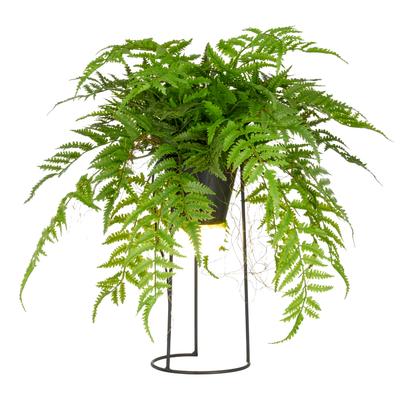 Kunstpflanze CREATIV GREEN "Farn als Dekostandleuchte", grün, H:60cm, Kunststoff, Kunstpflanzen, Kunstpflanze, mit LED-Beleuchtung