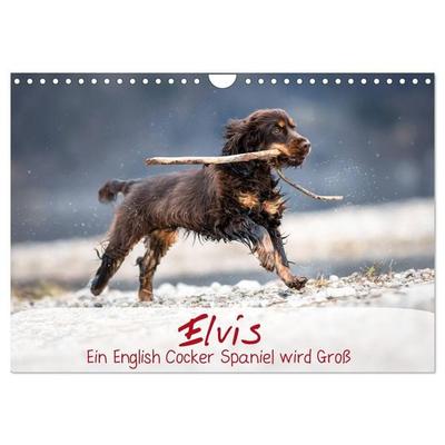 Elvis ein Engl. Cocker Spaniel wird Groß (Wandkalender 2026 DIN A4 quer), CALVENDO Monatskalender