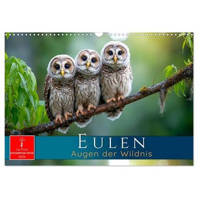Eulen - Augen der Wildnis (Wandkalender 2026 DIN A3 quer), CALVENDO Monatskalender