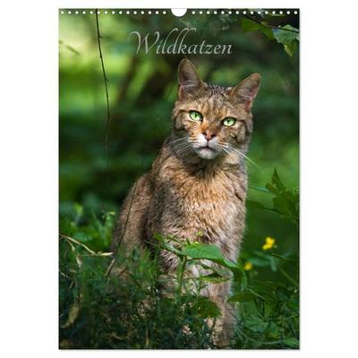 Wildkatzen - scheue Jäger (Wandkalender 2027 DIN A3 hoch), CALVENDO Monatskalender