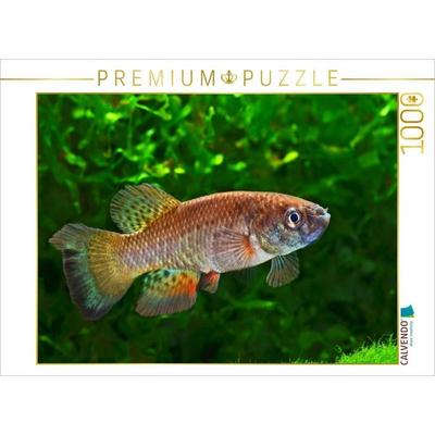 CALVENDO Puzzle Austrofundulus leohoignei, VENEZUELA | 1000 Teile Lege-Größe 64x48cm Foto-Puzzle für glückliche Stunden