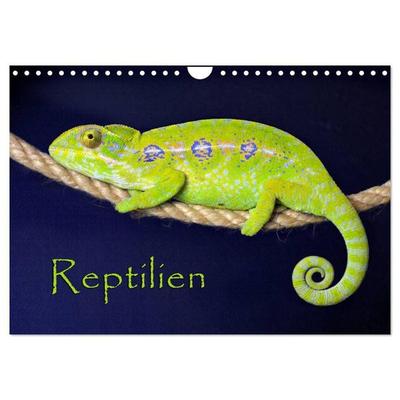 Reptilien (Wandkalender 2027 DIN A4 quer), CALVENDO Monatskalender