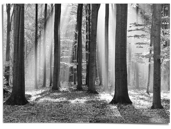 Poster REINDERS Weisser Wald , weiss (farbe bild(er): weiß), B:140cm H:100cm T:0,1cm, Papier, Bilder, Poster