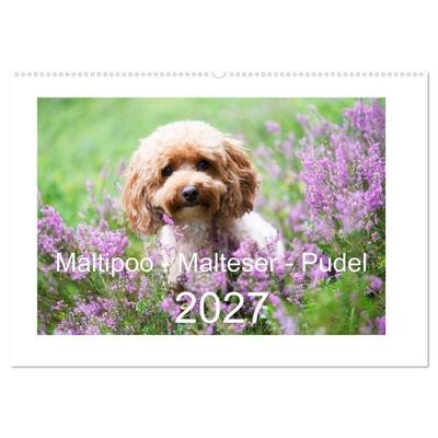 Maltipoo - Malteser -Pudel (Wandkalender 2027 DIN A2 quer), CALVENDO Monatskalender