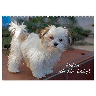 Hallo, ich bin Lilly (Wandkalender 2027 DIN A2 quer), CALVENDO Monatskalender