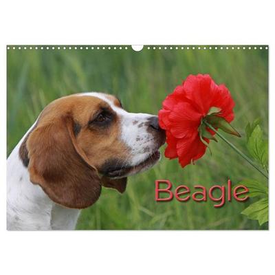 Beagle (Wandkalender 2027 DIN A3 quer), CALVENDO Monatskalender