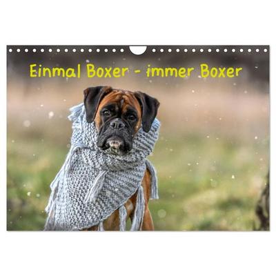 Einmal Boxer - immer Boxer (Wandkalender 2026 DIN A4 quer), CALVENDO Monatskalender