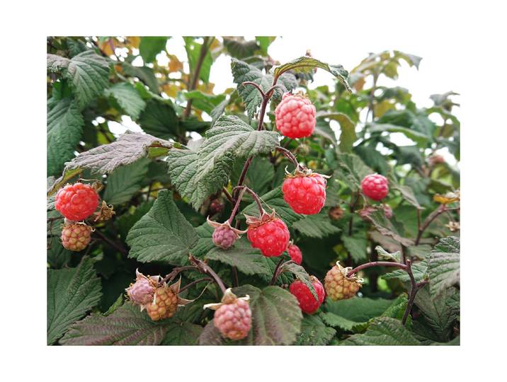 Zwerg-Sommerhimbeere Rote Schwedin Sga, Topfgrösse Ø19cm