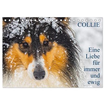 Collies - Eine Liebe für immer und ewig (Tischkalender 2027 DIN A5 quer), CALVENDO Monatskalender