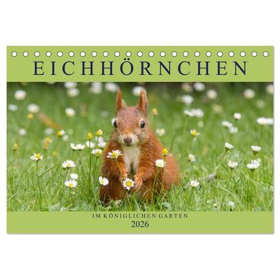Eichhörnchen im Königlichen Garten (Tischkalender 2026 DIN A5 quer), CALVENDO Monatskalender