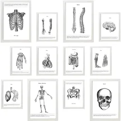 POSTER Set Mit 12 Anatomie Knochen Und Organe A3 Weißer Rahmen