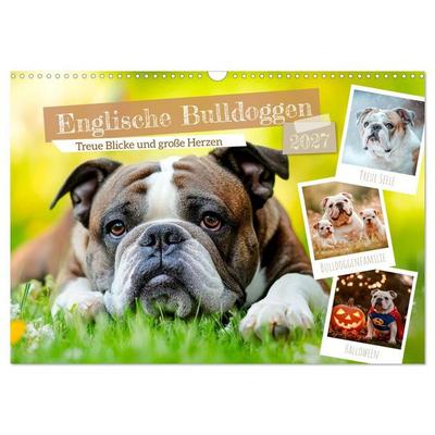 Englische Bulldoggen - Treue Blicke und große Herzen (Wandkalender 2027 DIN A3 quer), CALVENDO Monatskalender