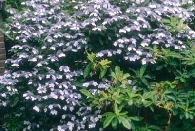 Lacecap Hortensia Hydrangea macr. Mariesii Perfecta blauwe golf 25-30 cm pot