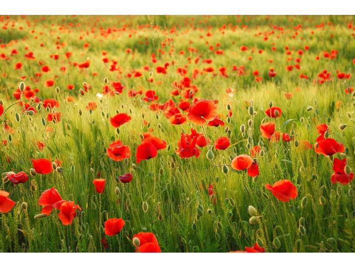 Fototapete PAPERMOON Field of Poppies , bunt, B:2m L:1,49m, Vlies, Tapeten, Fototapete