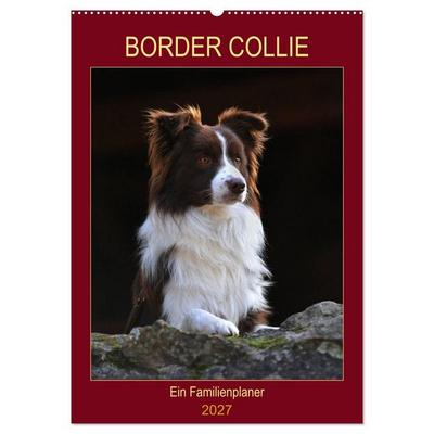 Border Collie - Ein Familienplaner (Wandkalender 2027 DIN A2 hoch), CALVENDO Monatskalender