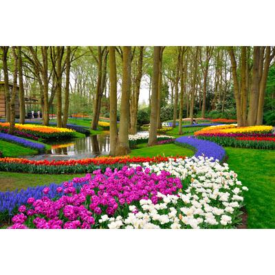 Fototapete PAPERMOON "Tulips in Keukenhof Park", bunt, B:5m L:2,8m, Vlies, Tapeten