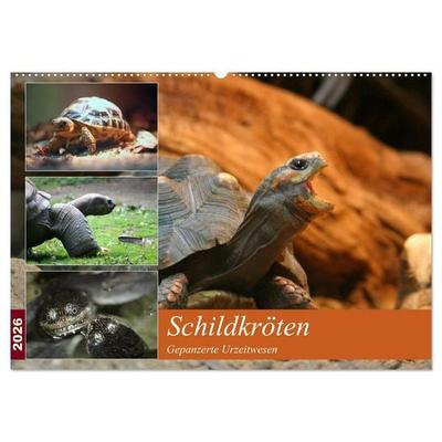 Schildkröten - Gepanzerte Urzeitwesen (Wandkalender 2026 DIN A2 quer), CALVENDO Monatskalender