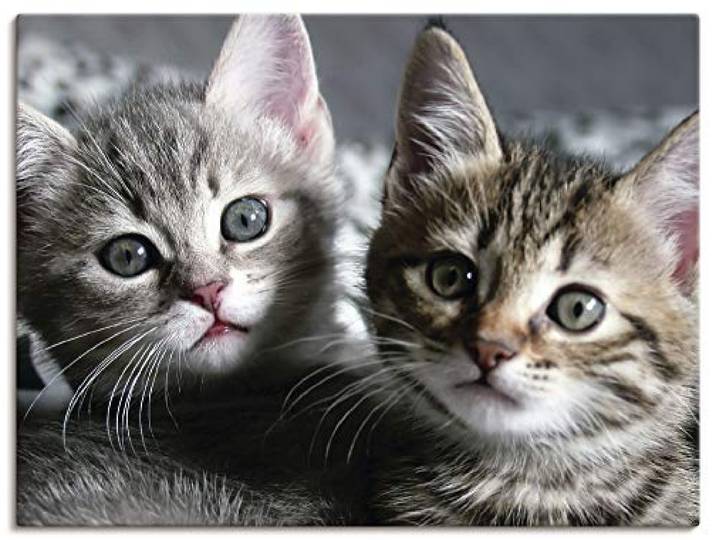 ARTLAND Wanddeko Leinwand Bilder Wandbild 80x60 cm Katze Tiere Katzenbaby Baby Süß Lustig Mädchen T5TN