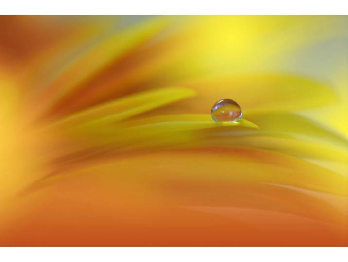 Papermoon Zen Wassertropfen mit Blume Makro