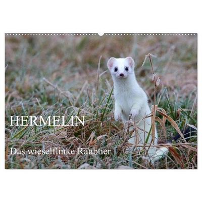 Hermelin - das wieselflinke Raubtier (Wandkalender 2026 DIN A2 quer), CALVENDO Monatskalender
