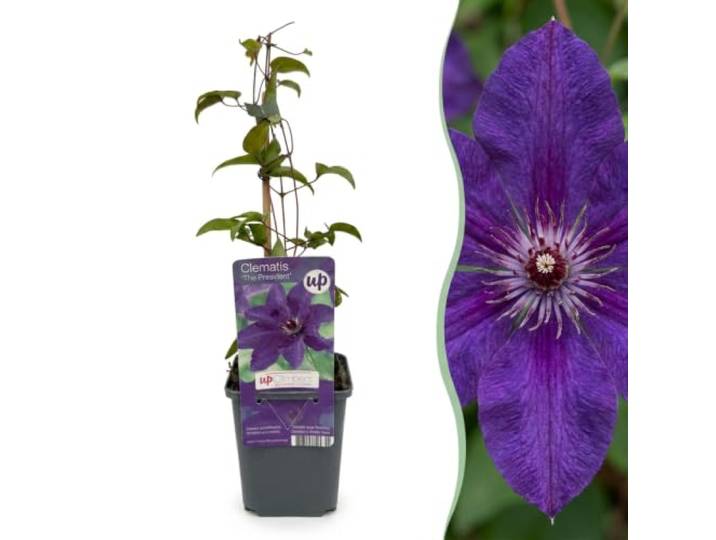 Green boutiQ - 2x Clematis The President - Bosrank - Paars - Klimplant - Ø9cm - 35cm