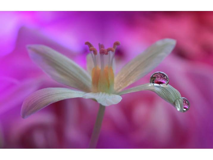 Papermoon Zen Wassertropfen mit Blume Makro