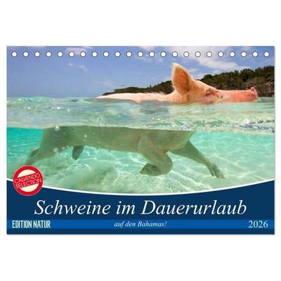 Schweine im Dauerurlaub auf den Bahamas! (Tischkalender 2026 DIN A5 quer), CALVENDO Monatskalender