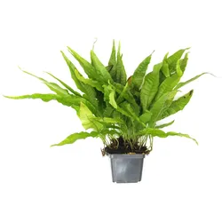 Microsorum pteropus Topf XXL
