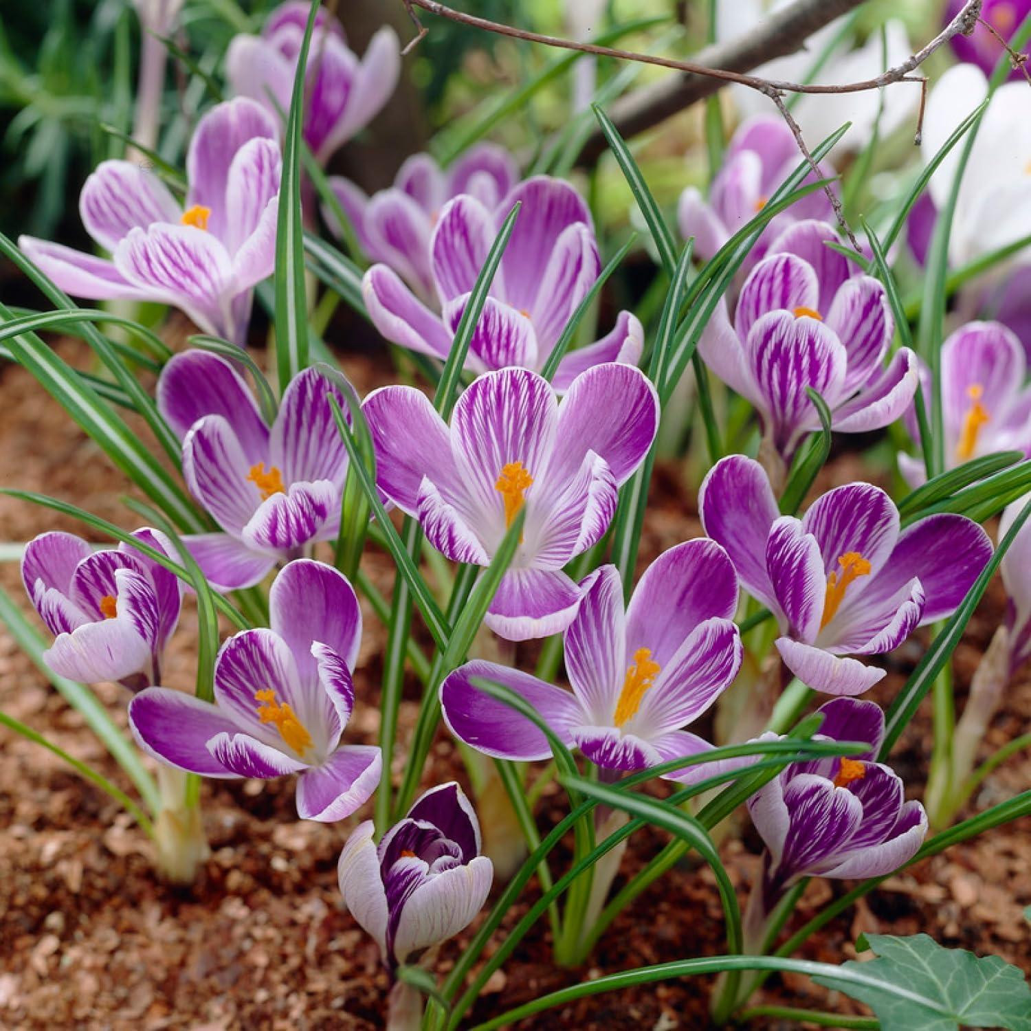 Dutch Bulbs King of Striped Botanische Krokusbollen - 50 stuks - Winterhard en meerjarig