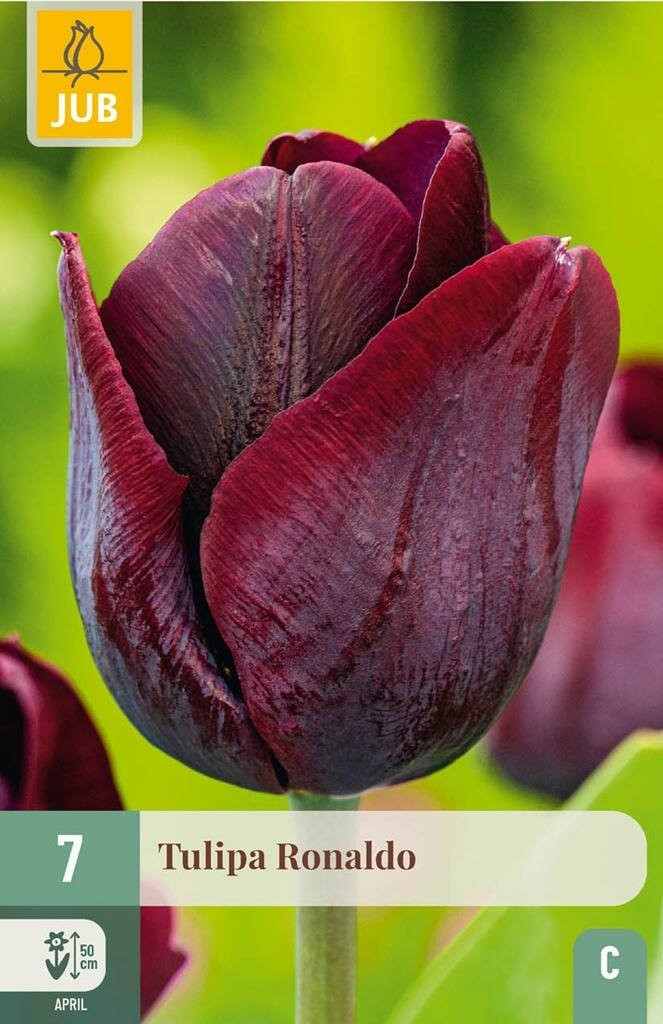Jub Tulp Ronaldo 7 bollen