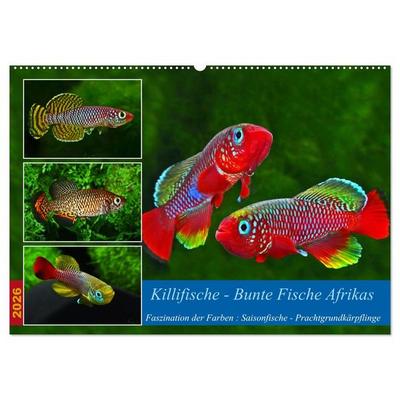 Killifische – Bunte Fische Afrikas (Wandkalender 2026 DIN A2 quer), CALVENDO Monatskalender