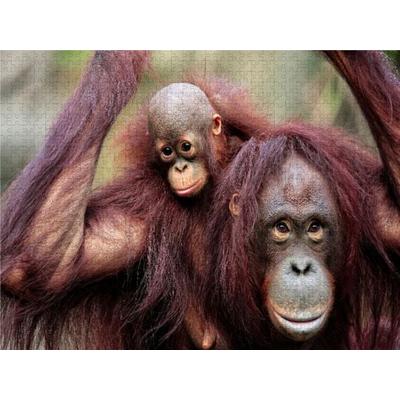 CALVENDO Puzzle Orang-Utan Mutter mit Kind 1000 Teile Lege-Größe 640 x 480 cm Foto-Puzzle Bild von Antje Wenner-Braun