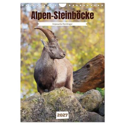 Alpen-Steinböcke, imposante Hornträger (Wandkalender 2027 DIN A4 hoch), CALVENDO Monatskalender