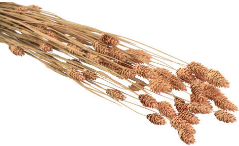 Echtes Phalaris, lachs, 35–45 Stück