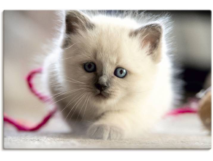 Leinwandbild ARTLAND Heilige Birma Katze im Spiel , weiss (farbe bild(er): weiß), B:30cm H:20cm, Bilder, Leinwandbild, auf Holzrahmen gespannt