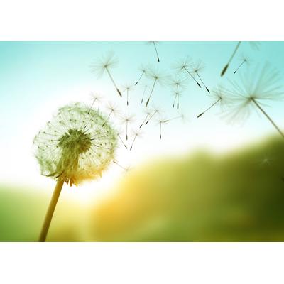 Fototapete PAPERMOON "Dandelion in the Wind", bunt, B:3m L:2,23m, Vlies, Tapeten