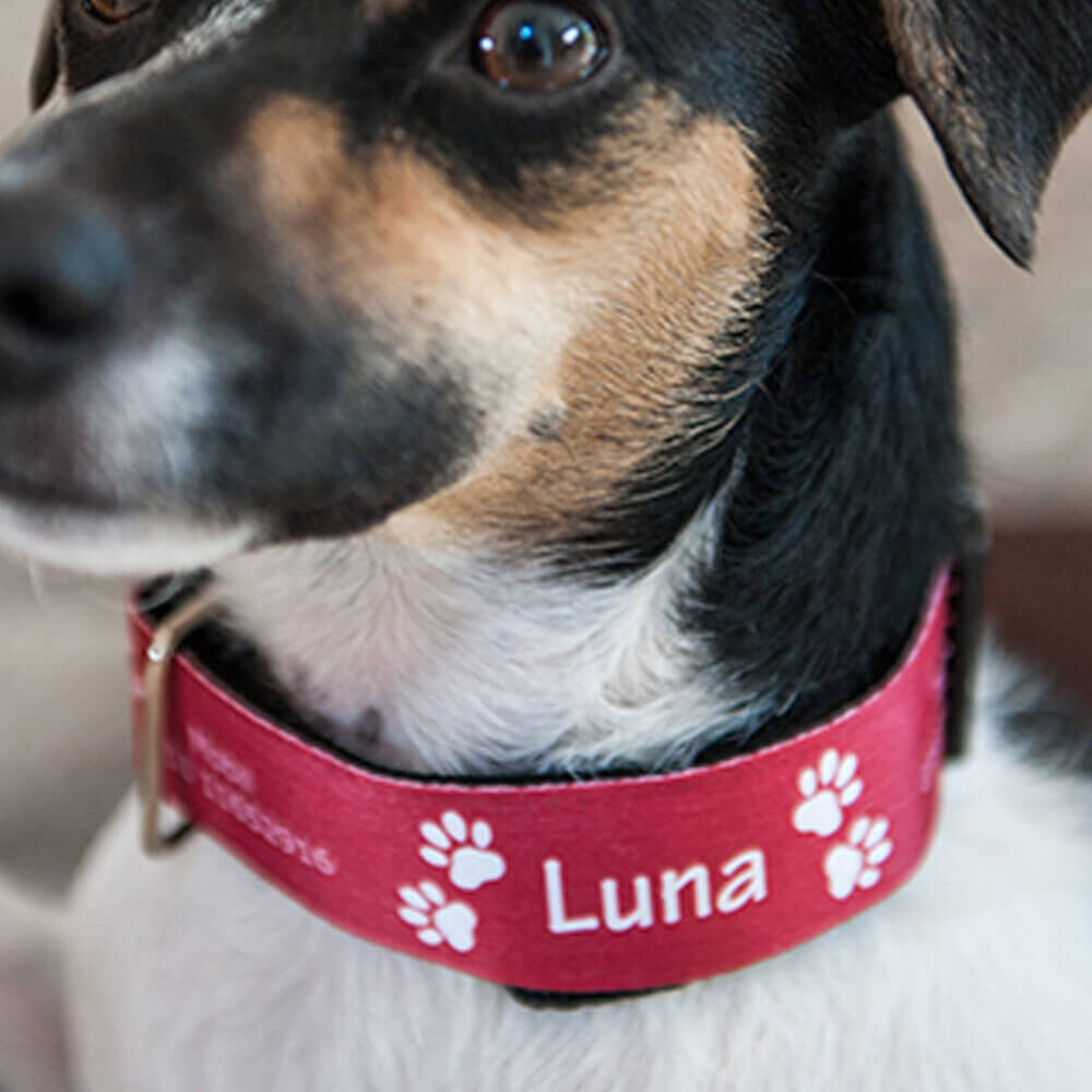 Ocadeau Collier chien personnalisé