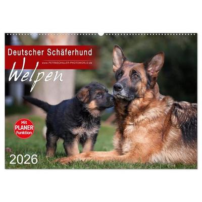 Deutscher Schäferhund - Welpen (Wandkalender 2026 DIN A2 quer), CALVENDO Monatskalender