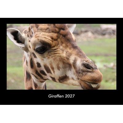Giraffen 2027 Fotokalender DIN A3