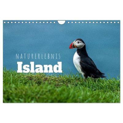 Naturerlebnis Island (Wandkalender 2026 DIN A4 quer), CALVENDO Monatskalender