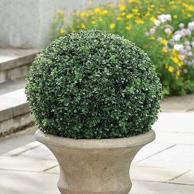 Boxwood Ball Topiary - Grandin Road