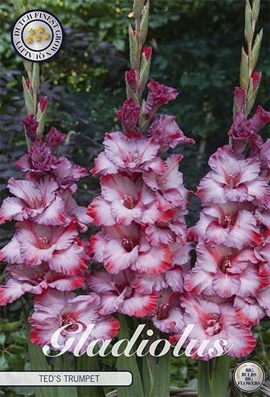 Sam van Schooten Gladiole 'Ted's Trumpet' (10 stuks)