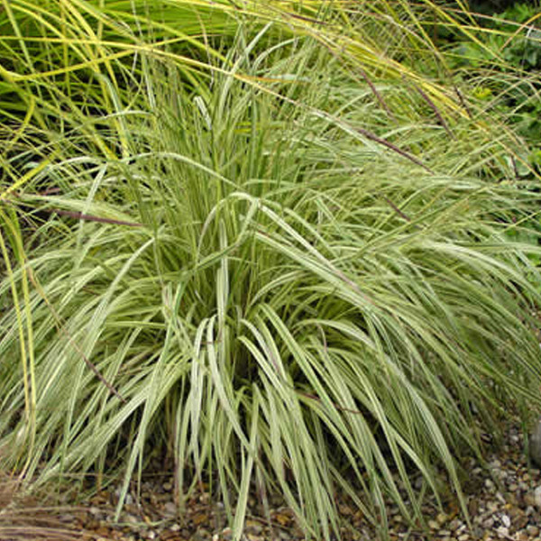 6 x Gestreepte pijpenstengelhout Molinia caerulea Variegata in pot van 9x9 cm van Arborix