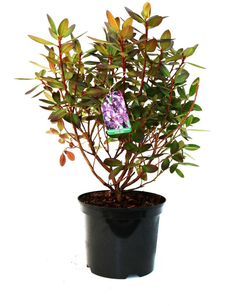 Pflanzen Rhododendron 'P.J.M.Elite' 4 l Container