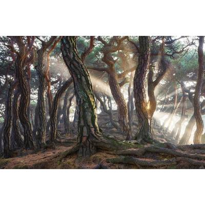 Fototapete PAPERMOON "Photo-Art JAEYOUN RYU, HEILIGE KIEFERN", bunt, B:3,5m L:2,6m, Vlies, Tapeten