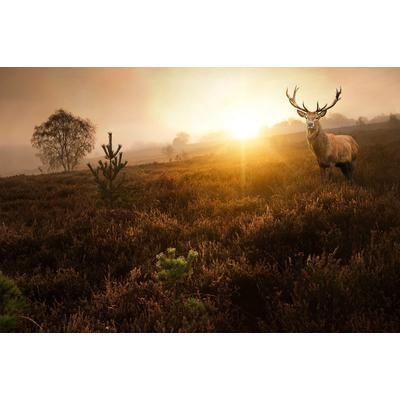 Fototapete PAPERMOON "Hirsch in Landschaft", bunt, B:5m L:2,8m, Vlies, Tapeten