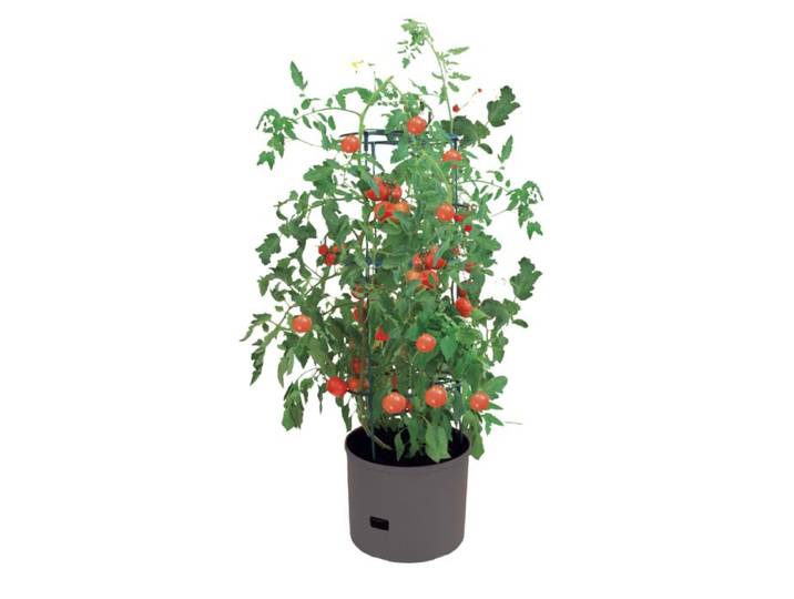 Tomatenturm Jumbo anthrazit