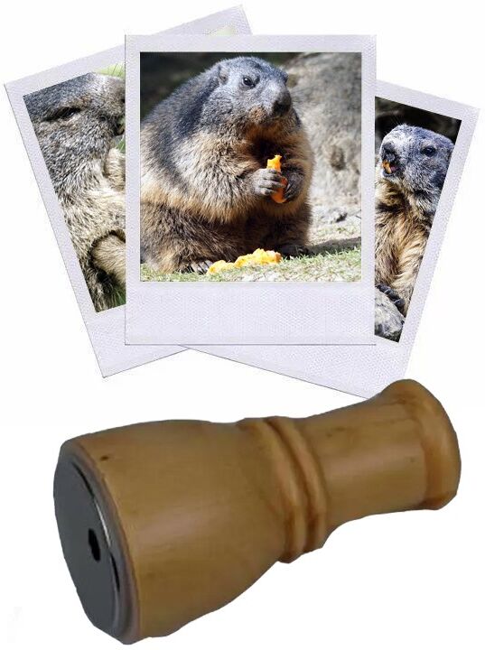 Hélen Baud Appeau Marmotte